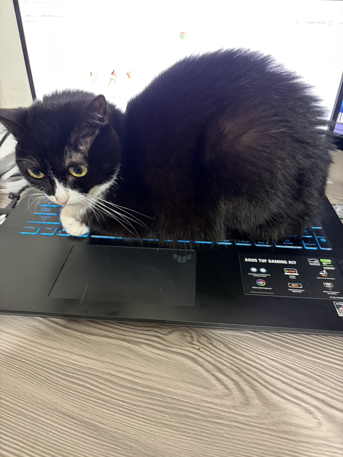 善善踩鍵盤辦公