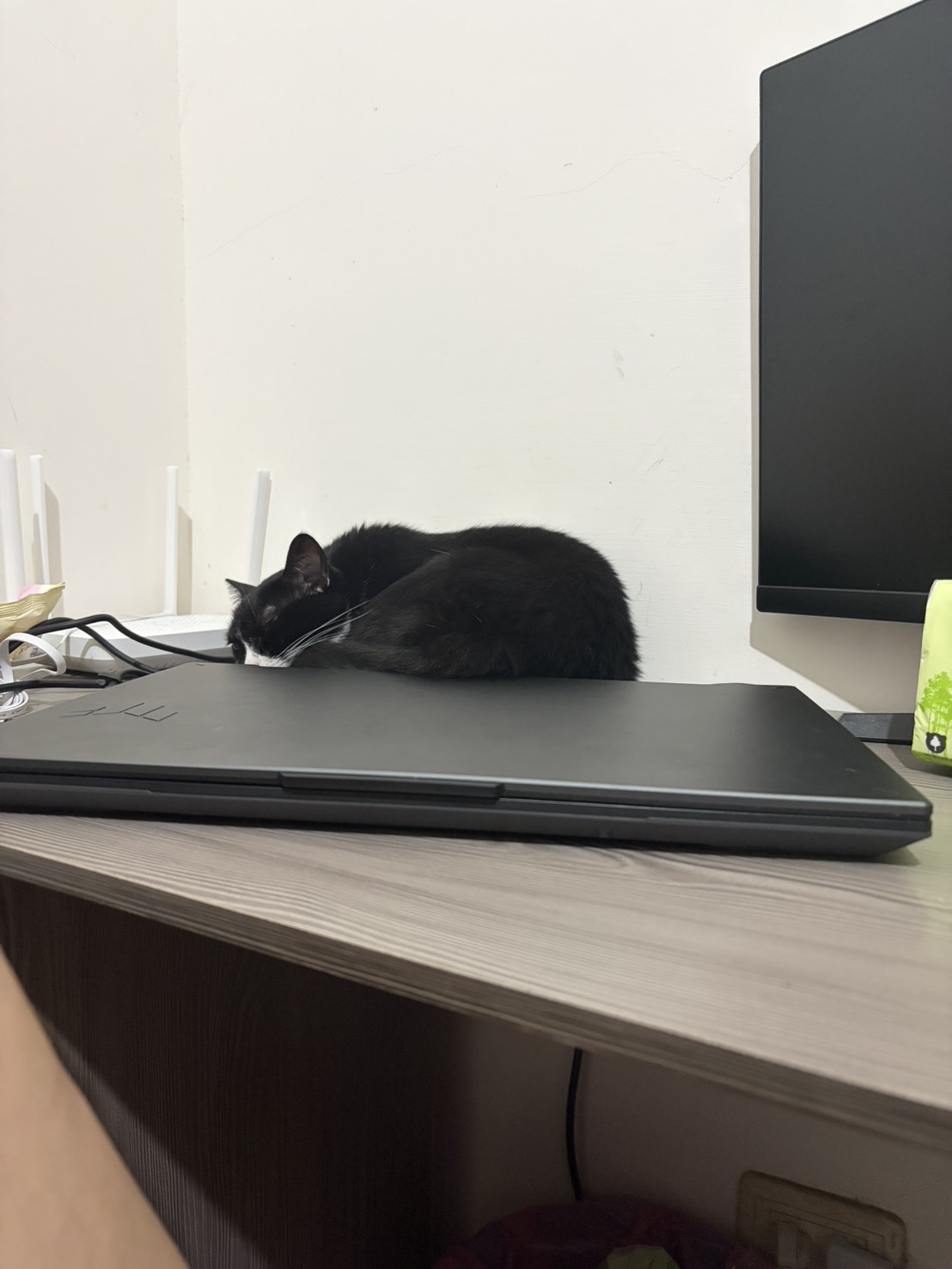 善善趴在筆電上睡覺