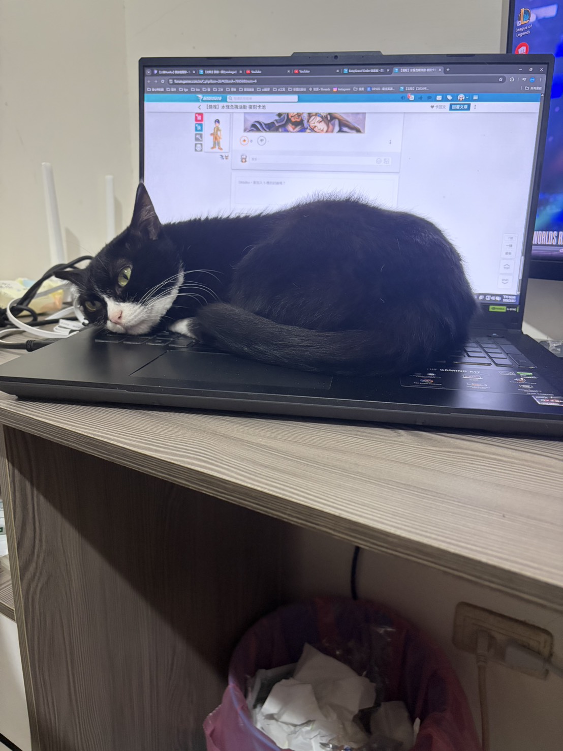 善善趴在開著的筆電上